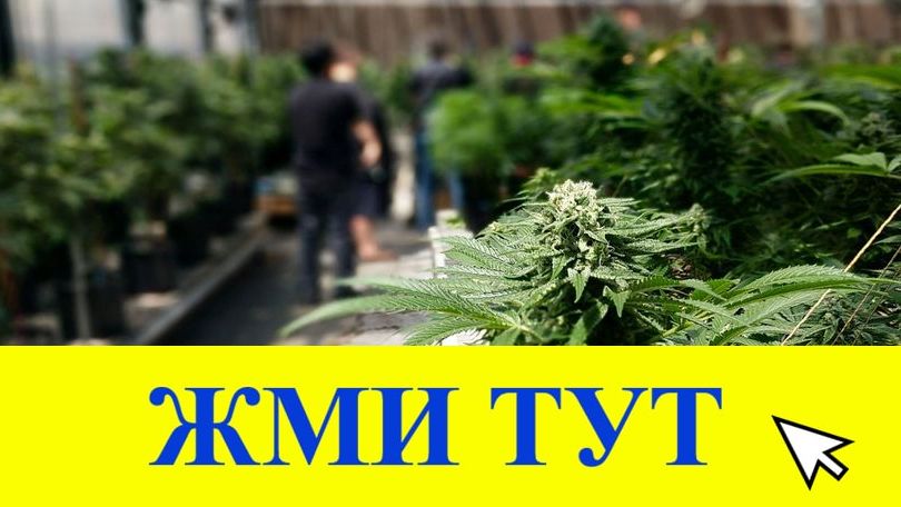 Купить наркотики в Гудермесе